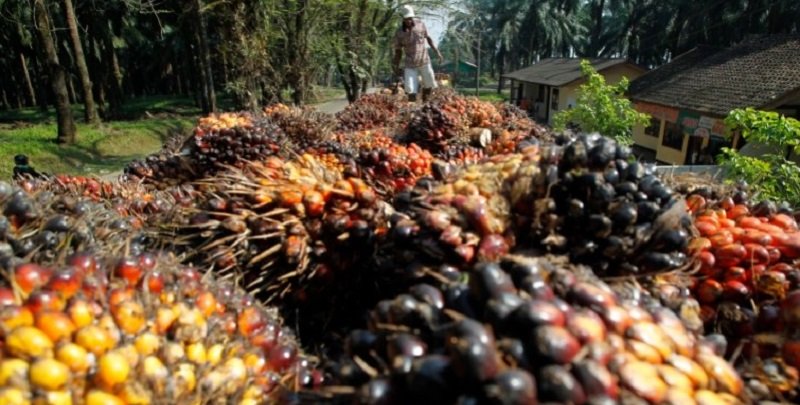 Indonesia larang ekspor CPO/reuters