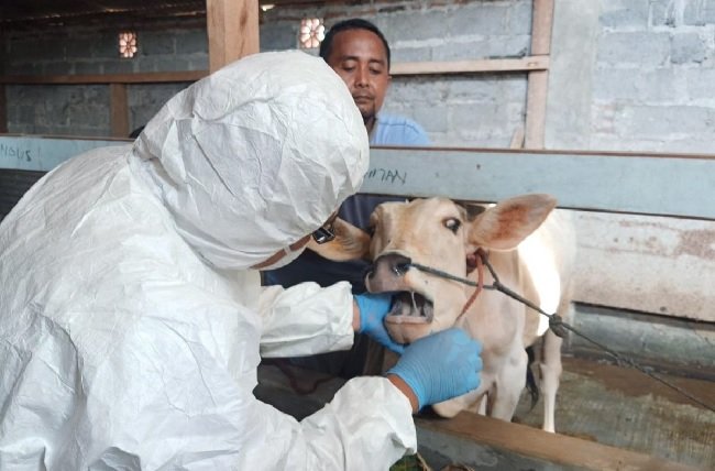 Petugas tengah memeriksa hewan ternak guna mengantisipasi penyakit mulut dan kuku (PMK). Foto: Istimewa