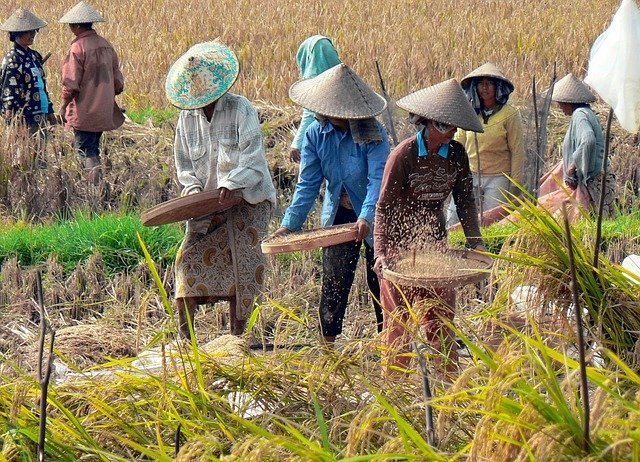Petani Indonesia saat panen padi (SinPo.id/Pixabay.com)