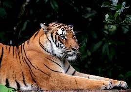 Harimau Benggala (Pixabay)
