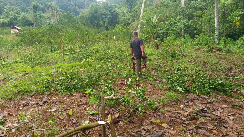 Kebun jeruk milik Rafiun yang dirusak (SinPo.id/ Humas Polri)