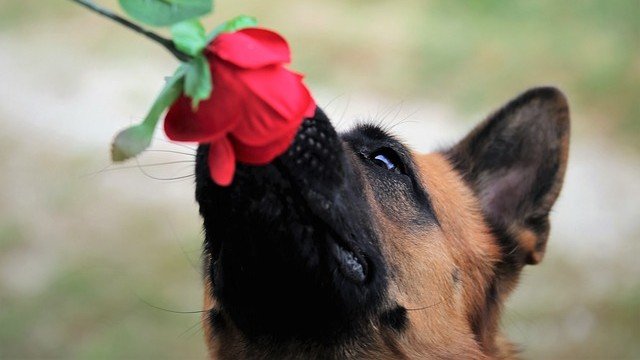 Anjing German Shepherd (SinPo.id/ Pixabay)