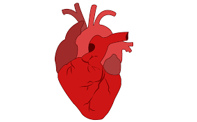 Ilustrasi sakit jantung (pixabay)