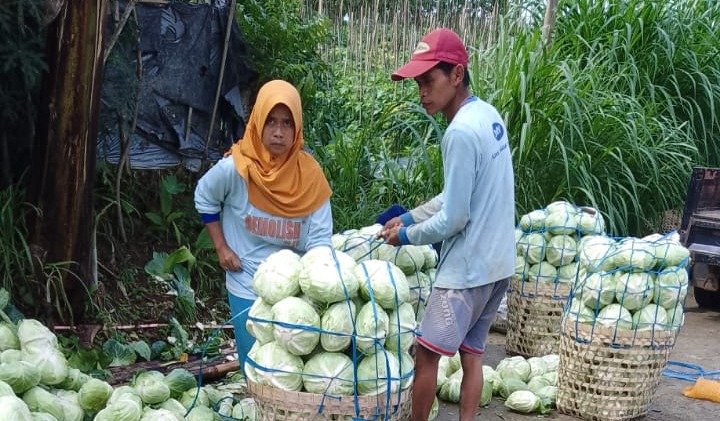 Relawan Prabowo Peduli Petani (RPPP) melakukan aksi kepedulian dengan memborong sayur dari petani di beberapa sentra sayur di Jawa Tengah. (