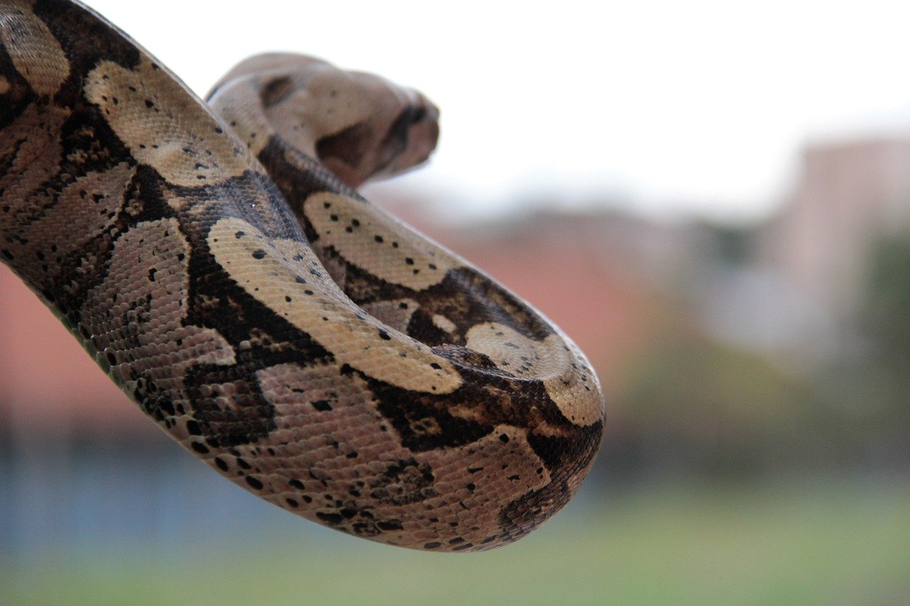 Ilustrasi ular sanca (SinPo.id/ Pixabay)