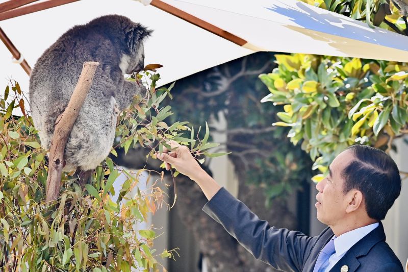 Presiden Joko Widodo berinteraksi dengan koala, satwa khas Australia di sela jamuan makan siang Konferensi KTT Khusus ASEAN-Australia. (SinPo.id/BPMI Setpres)