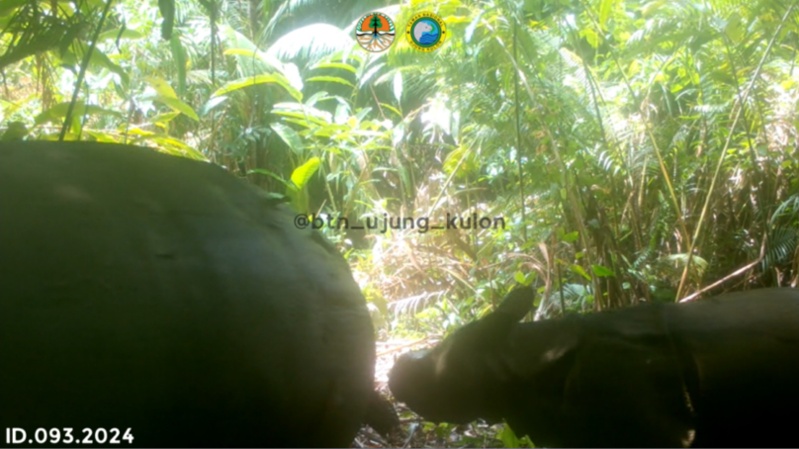 Anak badak Jawa terlihat pada kamera video trap di Semenanjung Ujung Kulon (SinPo.id/KLHK)