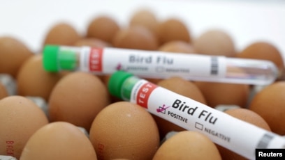 Ilustrasi flu burung (SinPo.id/Reuters)