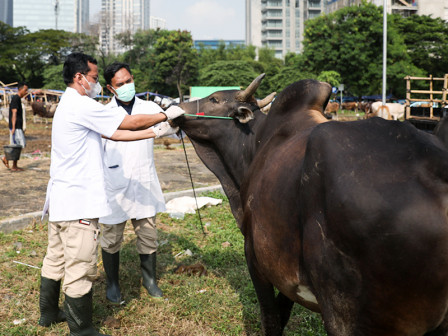 Pemeriksaan kesehatan hewan kurban di Jakarta (SinPo.id/ Beritajakarta)