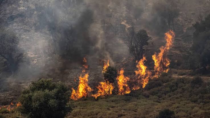 Kebakaran di Israel utara akibat serangan Hizbullah (SinPo.id/ Getty Images)