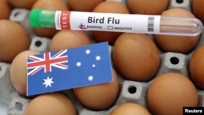 Ilusrasi Flu Burung di Australia (SinPo.id/Reuters)