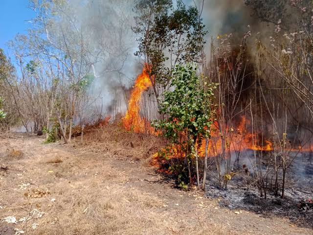 Ilustrasi kebakaran hutan (SinPo.id/BNPB)