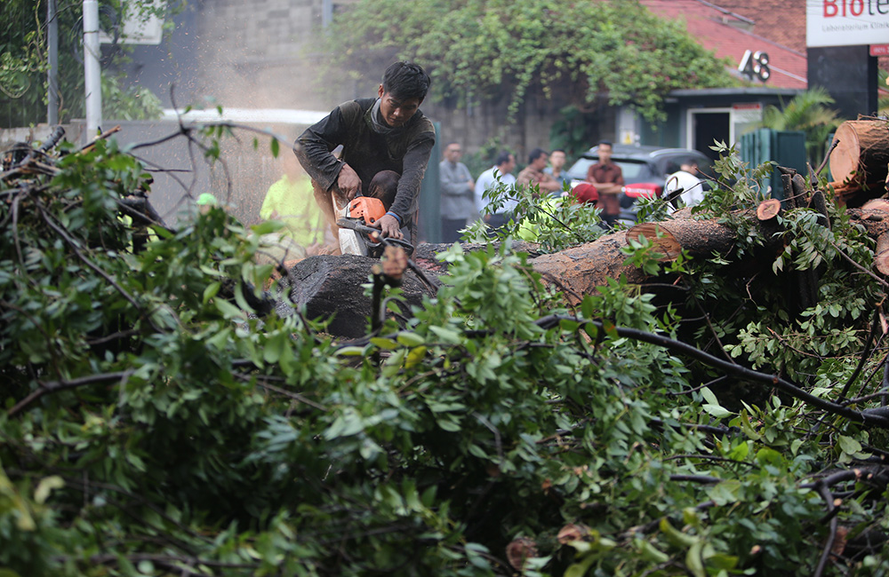Ilustrasi pohon tumbang di Jakarta (SinPo.id/DPRD Jakarta)