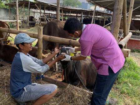 Pemeriksaan hewan kurban di Jakarta (SinPo.id/Beritajakarta)