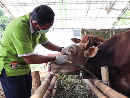 Pemeriksaan kesehatan hewan kurban oleh petugas (SinPo.id/Beritajakarta)