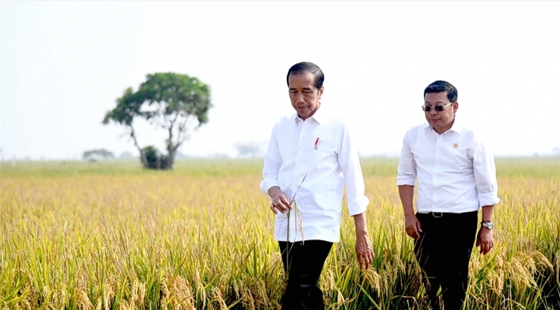 Ilustrasi Presiden Jokowi dan Kepala Bapanas Arief Prasetyo Adi mengunjungi sawah. (SinPo.id/Bapanas)