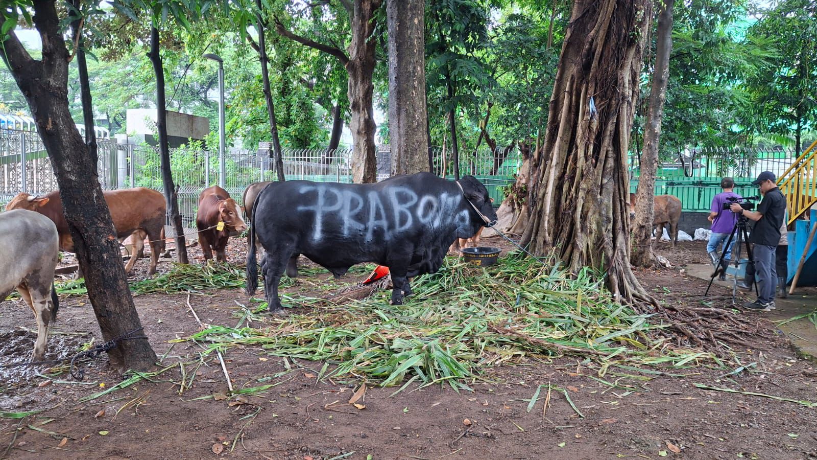 DPP Gerindra salurkan hewan kurban untuk Iduladha 2024 (SinPo.id/media Gerindra)