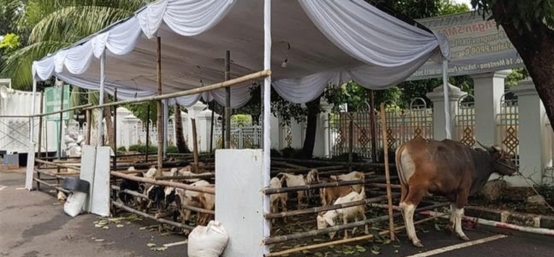Hewan kurban di Masjid Agung Sunda Kelapa. (SinPo.id/X)
