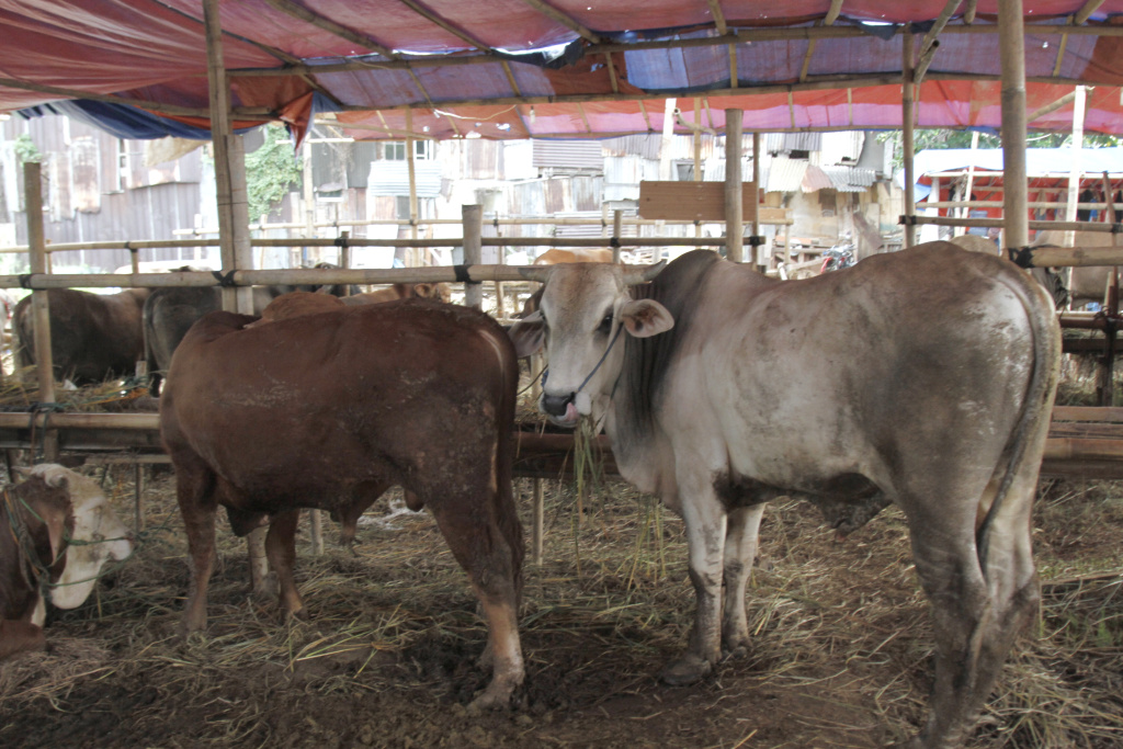 Penjualan sapi untuk kurban Iduladha (SinPo.id/Ashar)