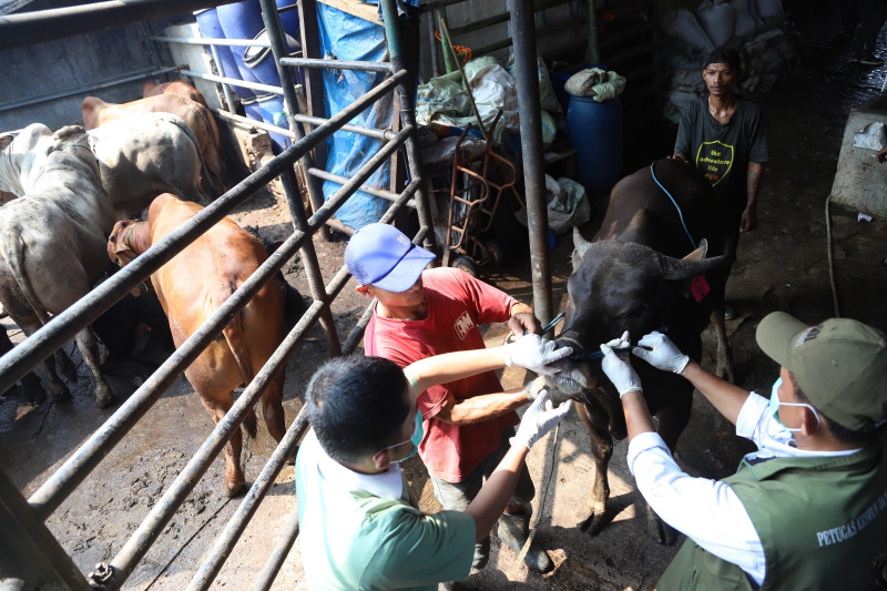 Petugas sedang melakukan pemeriksaan kesehatan dan pemberian vitamin sapi kurban (Ashar/SinPo.id)