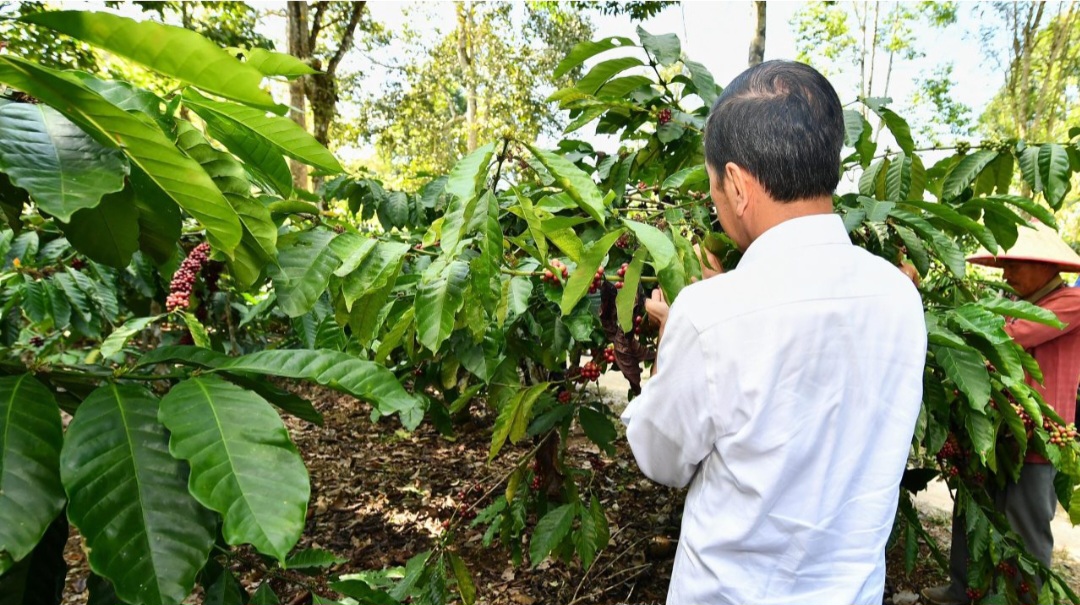 Presiden Joko Widodo melakukan panen kopi bersama para petani di Kabupaten Lampung Barat (SinPo.id/Setpres)