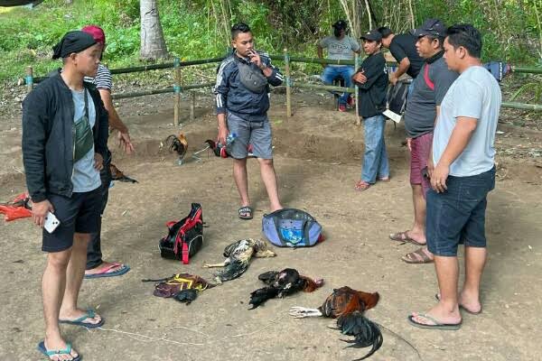 Sabung Ayam (SinPo.id/Humas Polri)