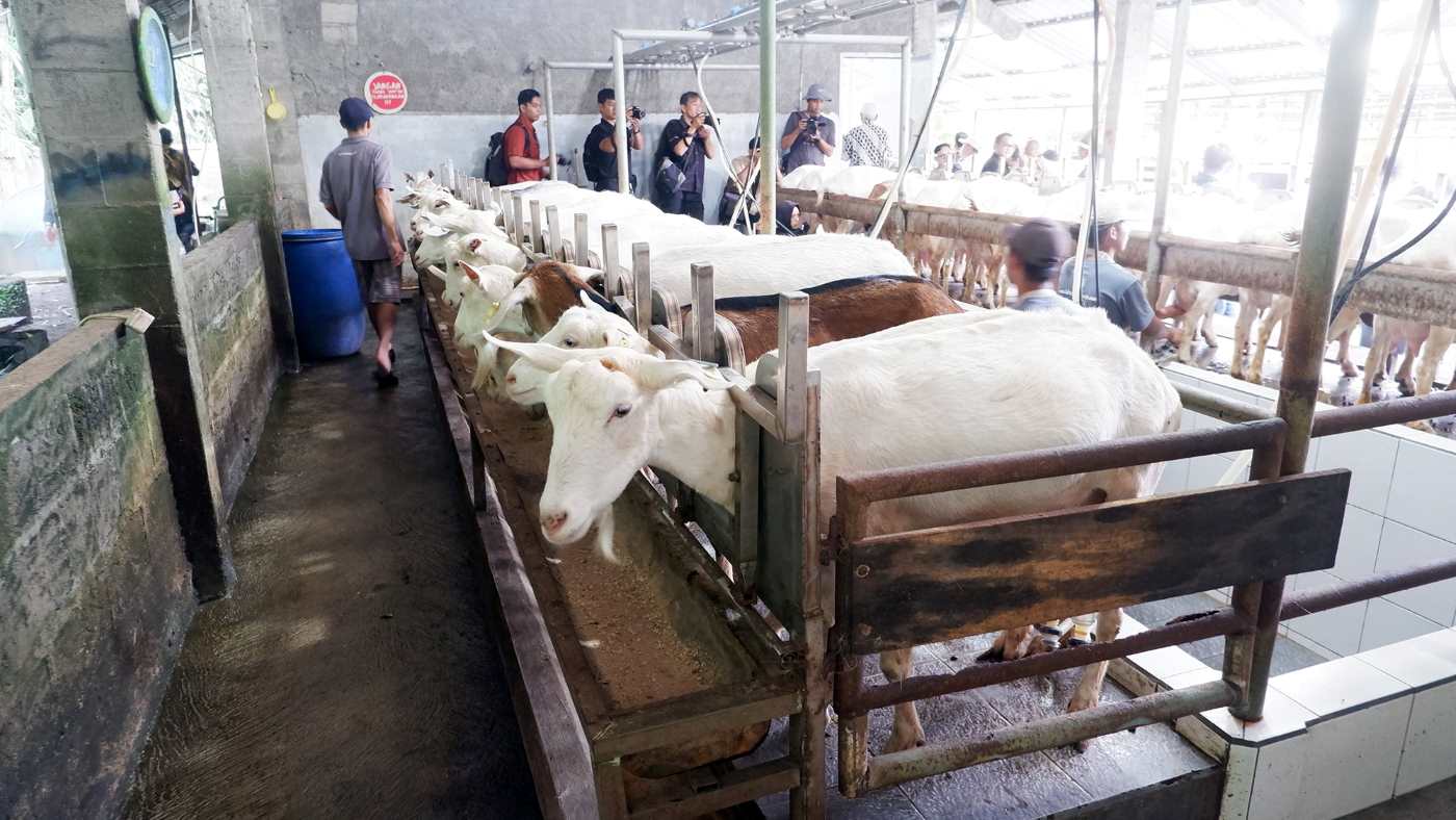 Peternakan kambing perah di Bhumi Nararya Farm, Sleman, Yogyakarta. (SinPo.id/Kementan)