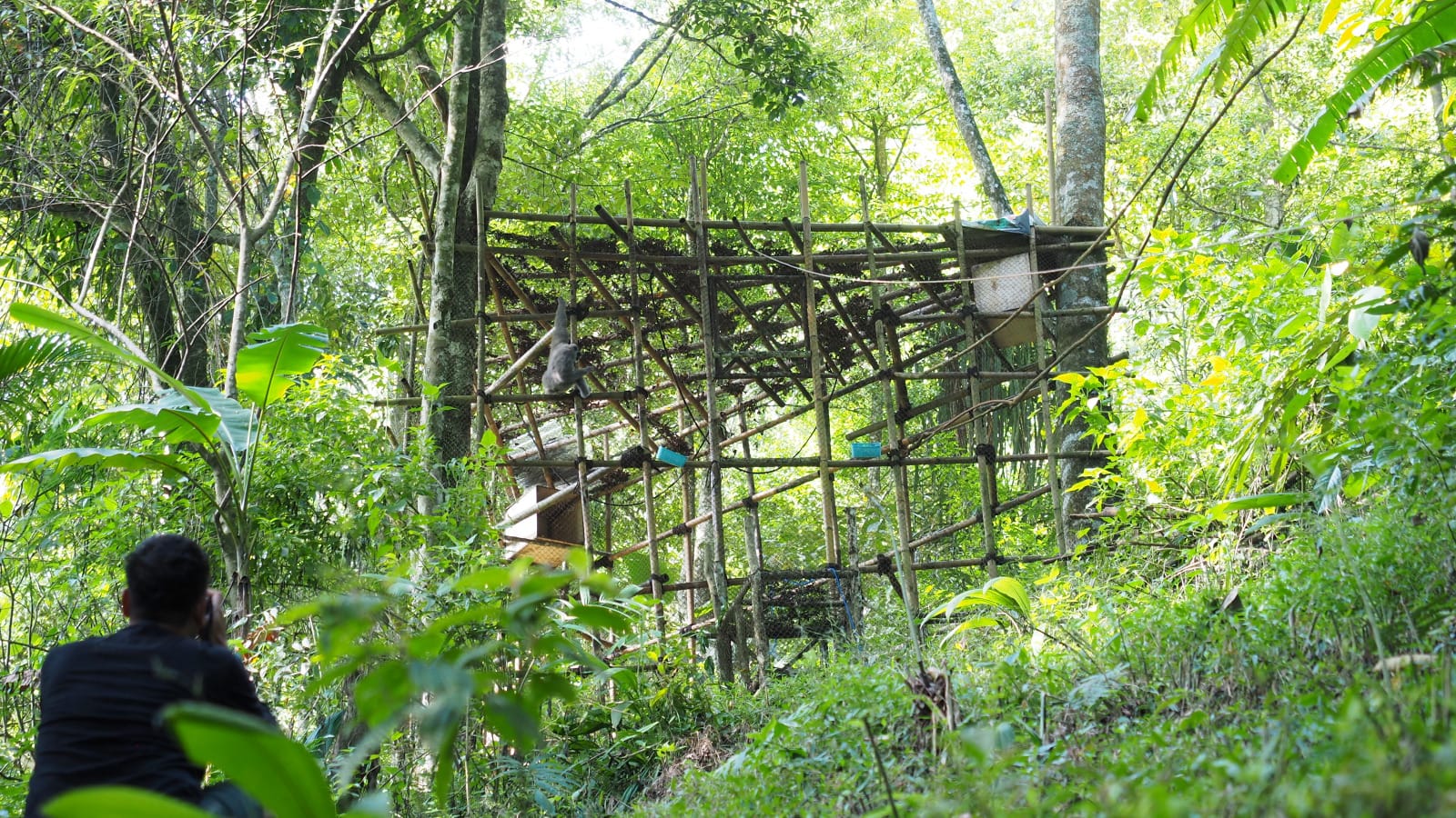 Pelepasan Owa Jawa di Gunung Puntang (SinPo.id/ Dok. Cicera)