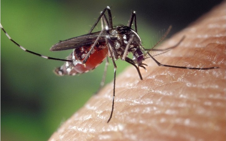 DKI Health Office Will Release Wolbachia Mosquitoes Starting in October