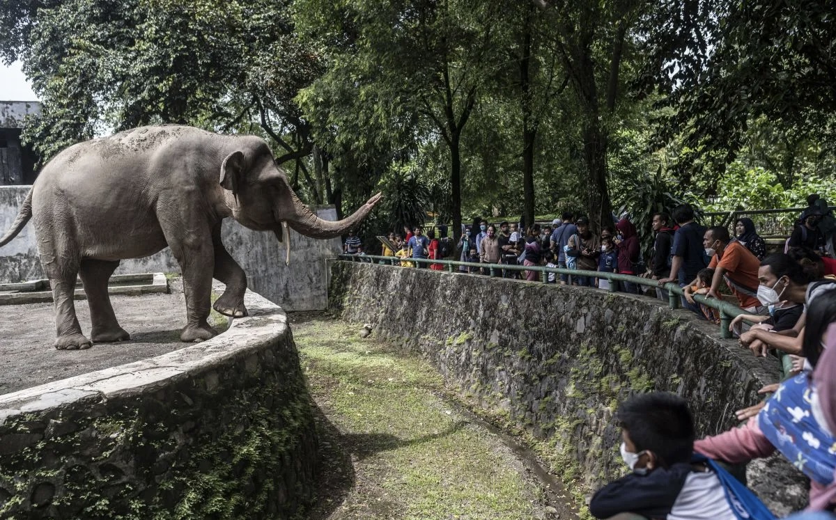 Ilustrasi. Taman Margasatwa Ragunan. (SinPo.id/Antara)