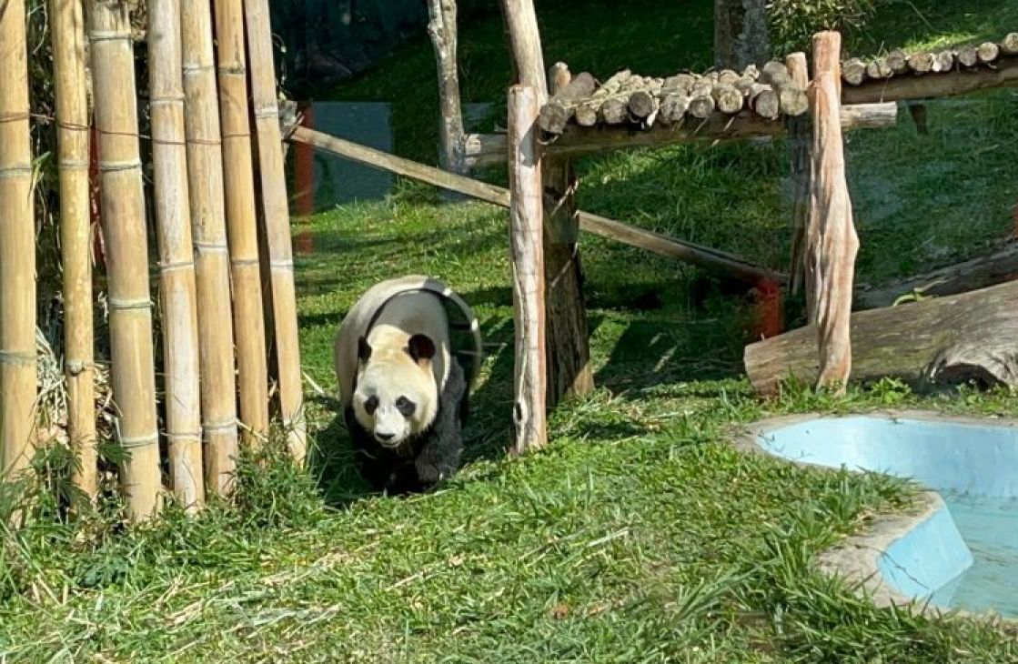 Panda raksasa betina Hu Chun. (SinPo.id/Antara)