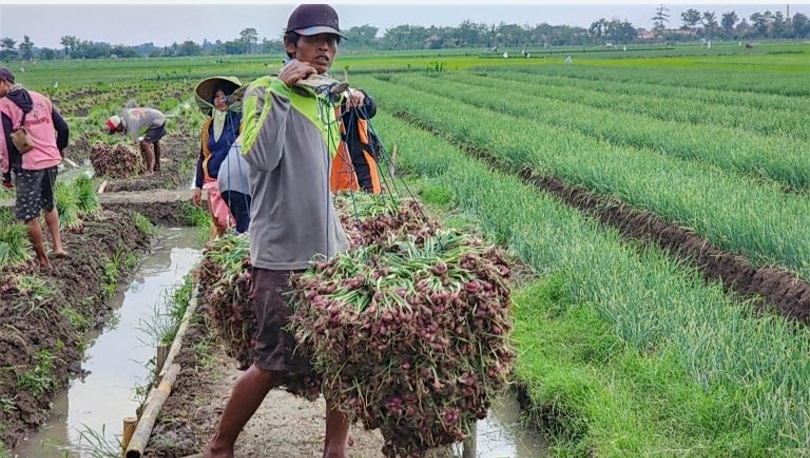 Ilustrasi petani bawang merah (SinPo.id/ Dok. Bapanas)