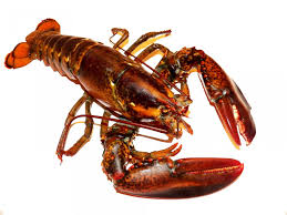 lobster (pixabay)