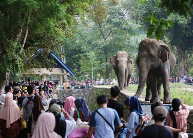 Pengunjung sedang melihat gajah di taman Ragunan (SinPo.id/ Pemprov DKI)