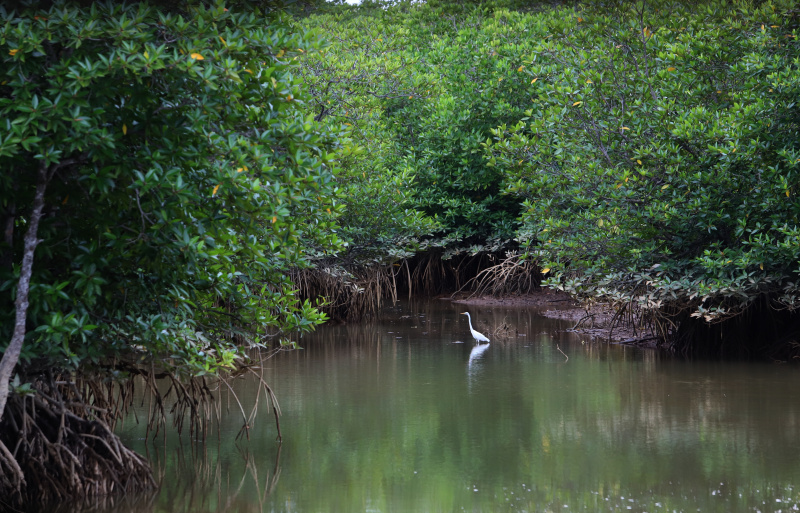 Melihat keindahan harta karun tersebunyi Hutan Mangrove Pasar Rawa di Kabupaten Langkat, Sumatera Utara (Ashar/SinPo.id)