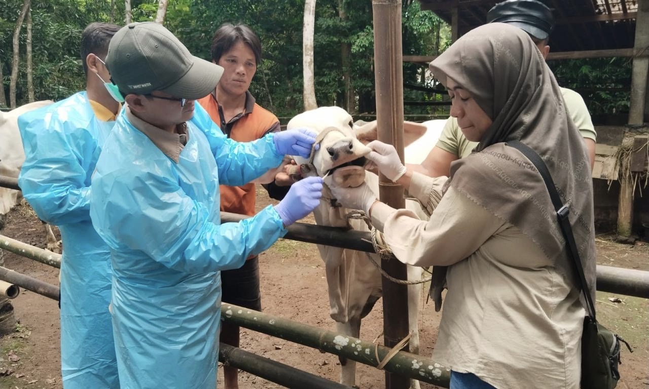 Petugas sedang mengecek kondisi ternak sapi. (SinPo.id/dok. PKH)