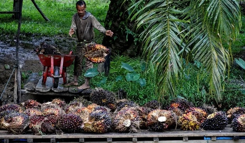 Ilustrasi petani sedang memindahkan buah sawit. (SinPo.id/AFP)