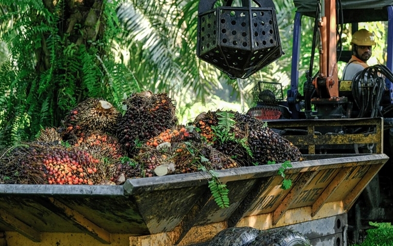 Ilustrasi petani sedang mengangkat tandan buah segar kelapa sawit. (SinPo.id/Shutterstock)