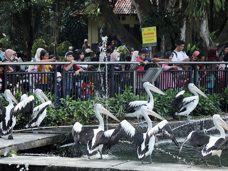 Taman Marga Satwa Ragunan (SinPo.id/Beritajakarta)