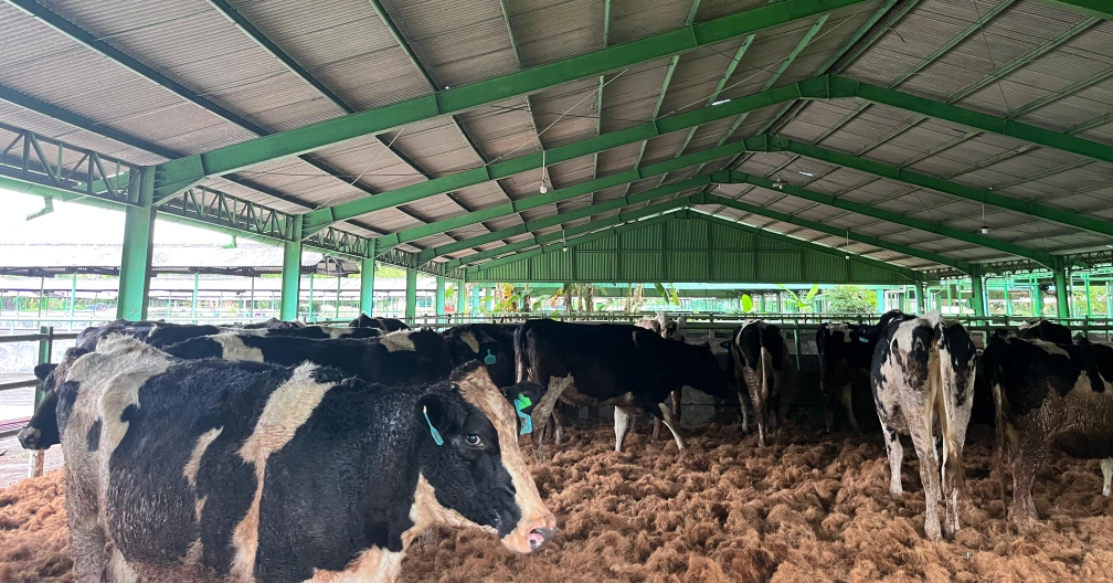 Sapi perah impor tiba di Indonesia (SinPo.id/ Dok. Kementan)