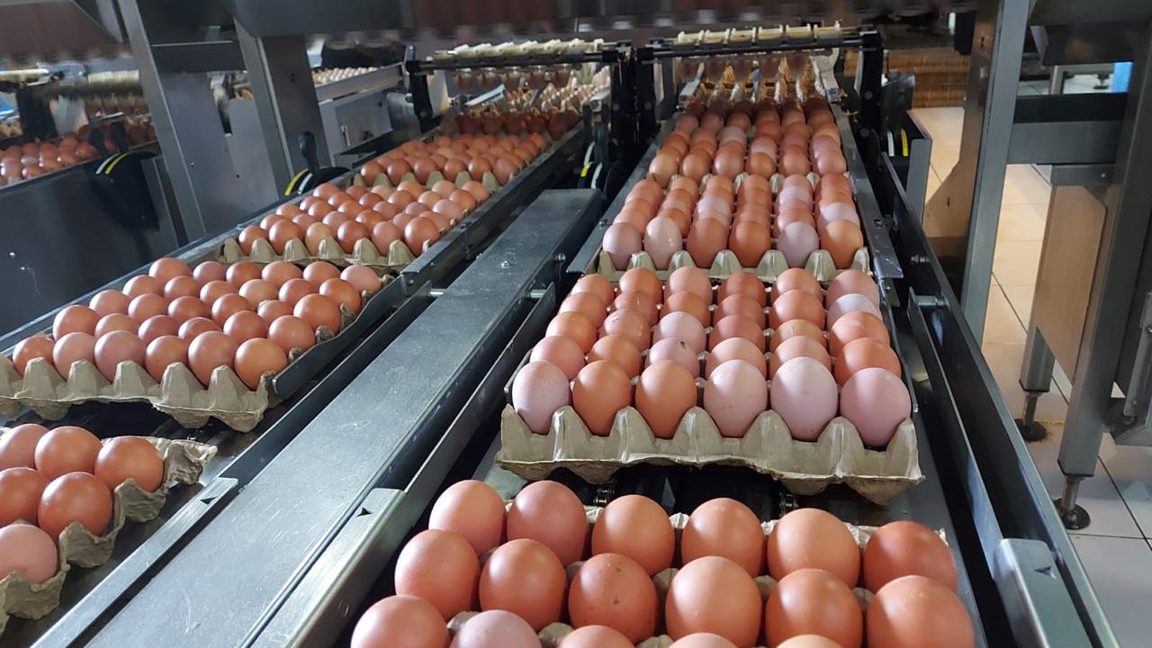 Ilustrasi telur. (SinPo.id/ Dok. Kementan)