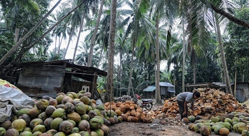 Ilustrasi petani sedang mengumpulkan kelapa bulat. (SinPo.id/dok. Kemendag)