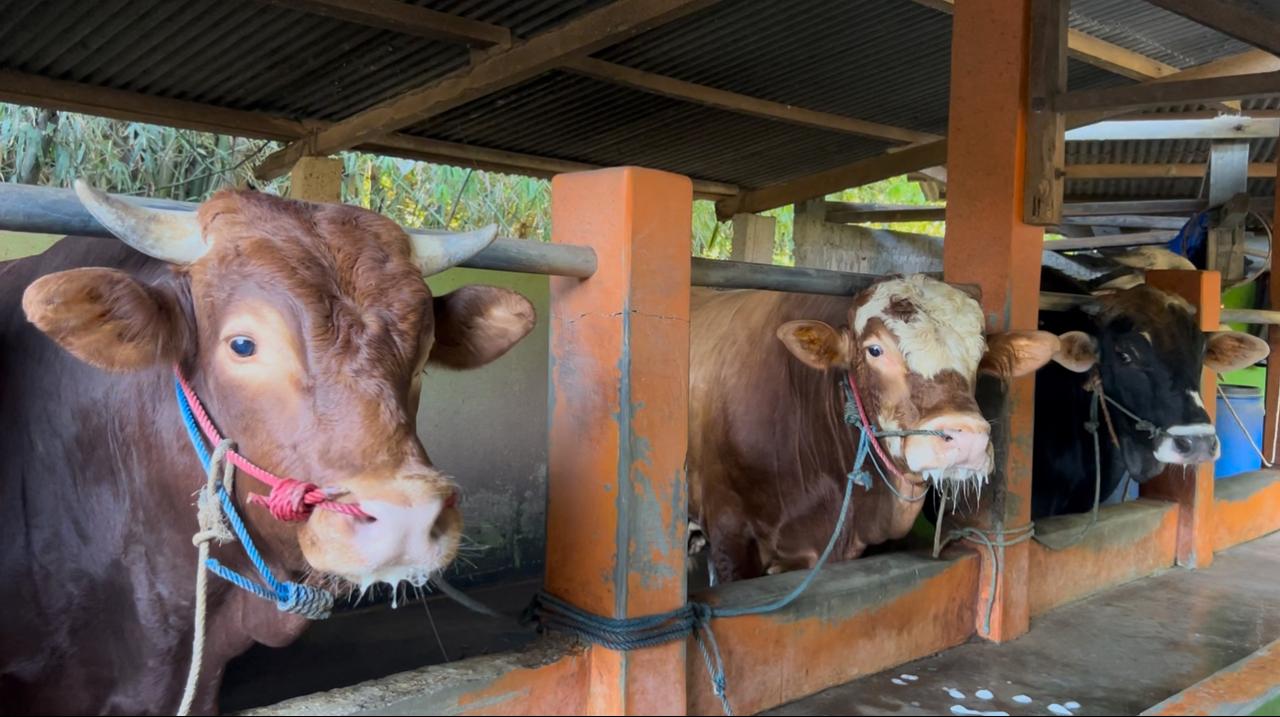 Ilustrasi hewan kurban untuk Iduladha (SinPo.id/ Dok. Kementan)