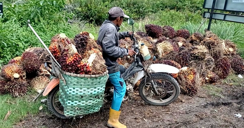 Ilustrasi petani usai memanen buah sawit. (SinPo.id/dok. Sawitfeast)