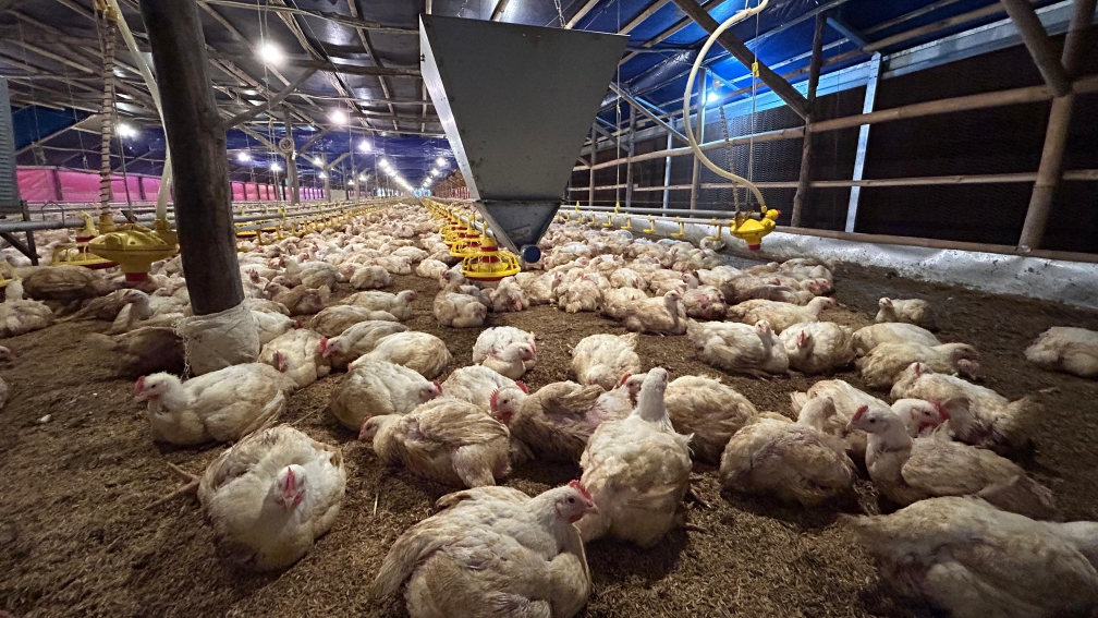 Ilustrasi ayam dalam kandang (SinPo.id/ Dok. Kementan)
