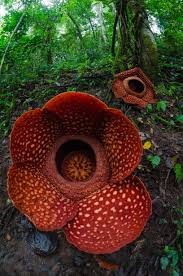 Rafflesia Arnoldi