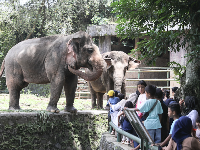 Taman Margasatwa Ragunan Ramai Pengunjung (SinPo.id/Beritajakarta)
