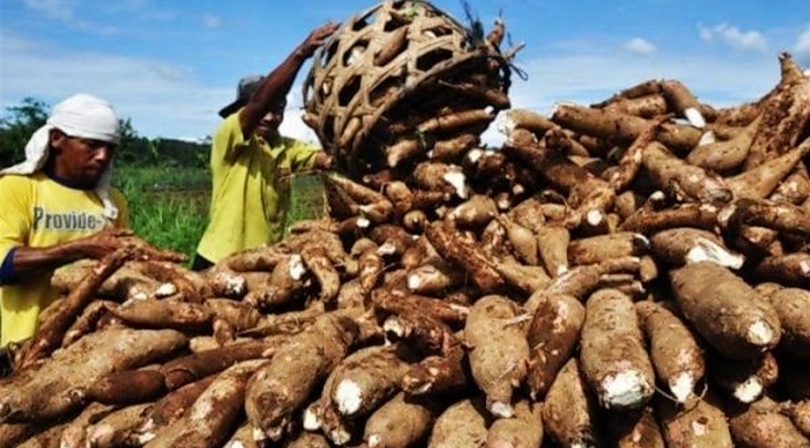 Ilustrasi petani singkong sedang panen. (SinPo.id/dok. Mediatani)