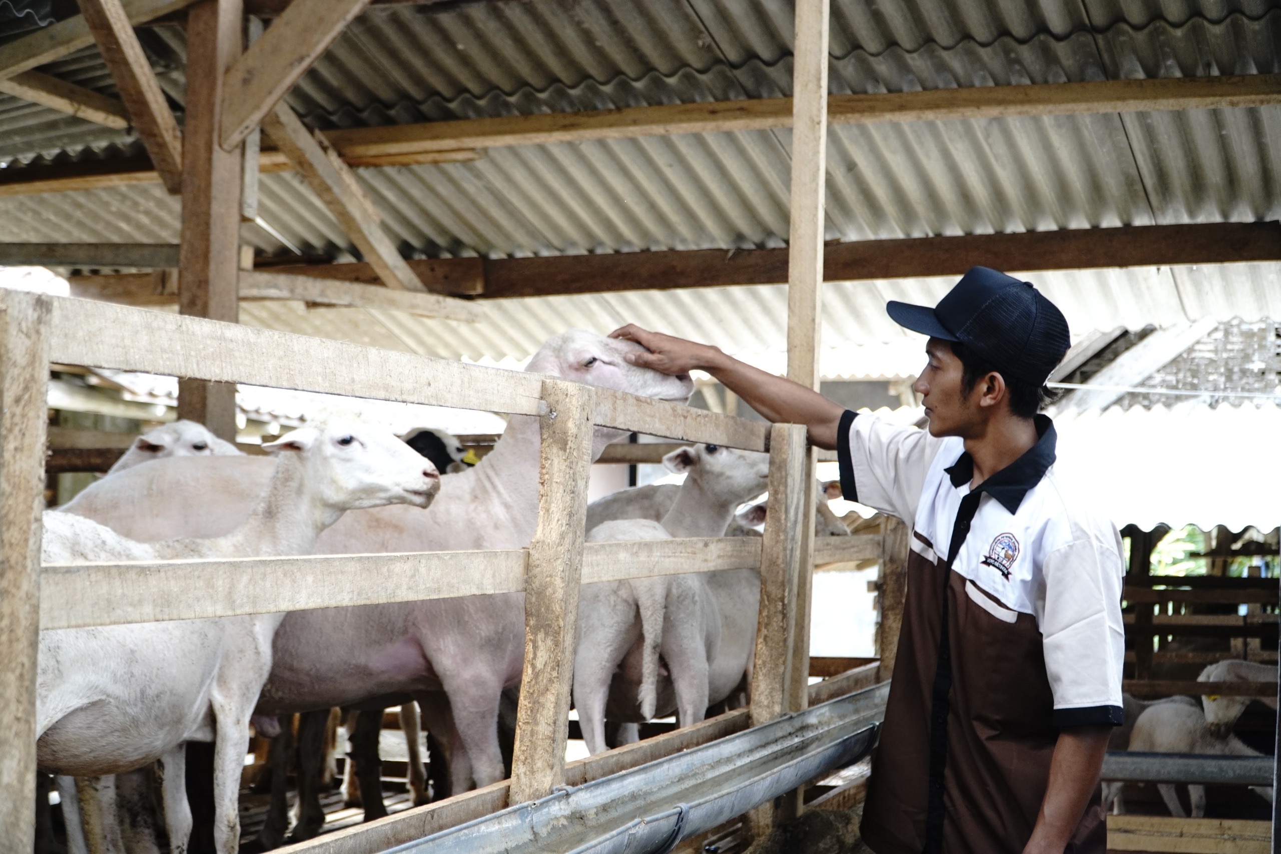 Ilustrasi peternak kambing. (SinPo.id/dok. Kementan)