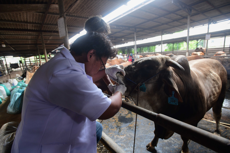 Dokter hewan sedang melakukan pemeriksaan hewan kurban menjelang Hari Raya Idul Adha (Ashar/SinPo.id)